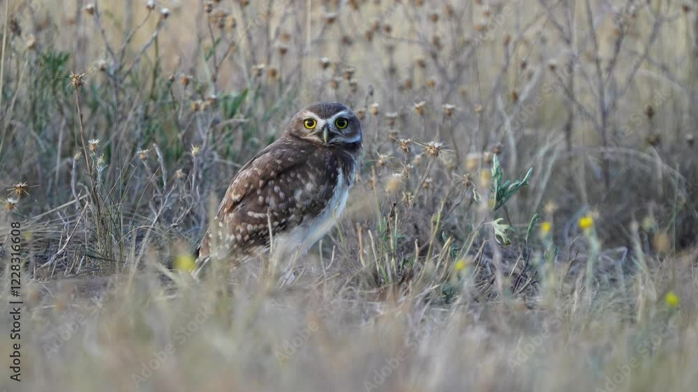 A very curious Burrowing Owl watches intently with its yellow eyes and stretches its neck upward to get a better look. A very curious Burrowing Owl watches intently with its yellow eyes and stretches its neck upward to get a better look.