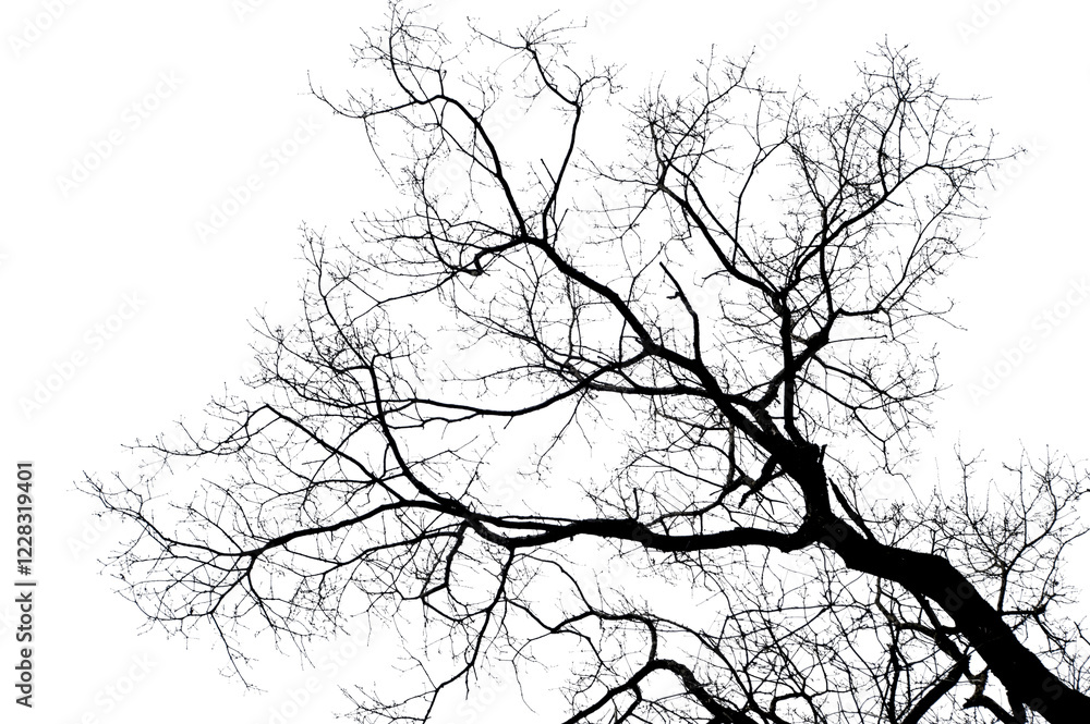 Fototapeta premium branches on a transparent background