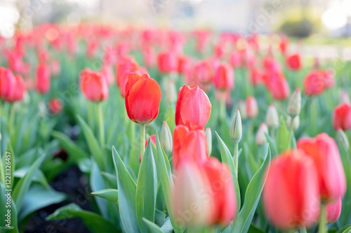 A vibrant tulip field in full bloom on a sunny day in Fairhope, Alabama