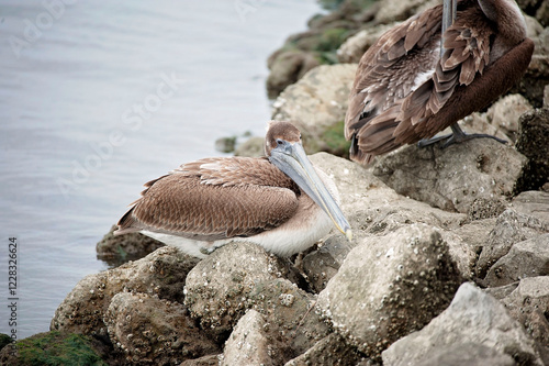 Two brown pelicans rest on a rocky shoreline by Mobile Bay, Alabama