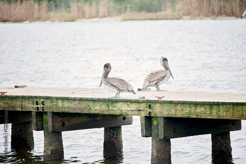 Two brown pelicans rest on a weathered dock over Mobile Bay, Alabama photo