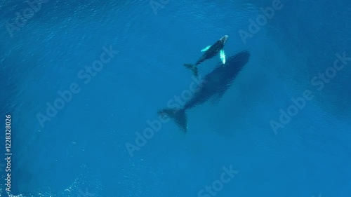 Mother and calf of humpback whales are swimming close to the surface. Whale calf is playing next to the mother. Pair of whales from above.