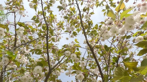 Flowering tree with white double flowers sakura, the camera moves from bottom to top between along the branches photo