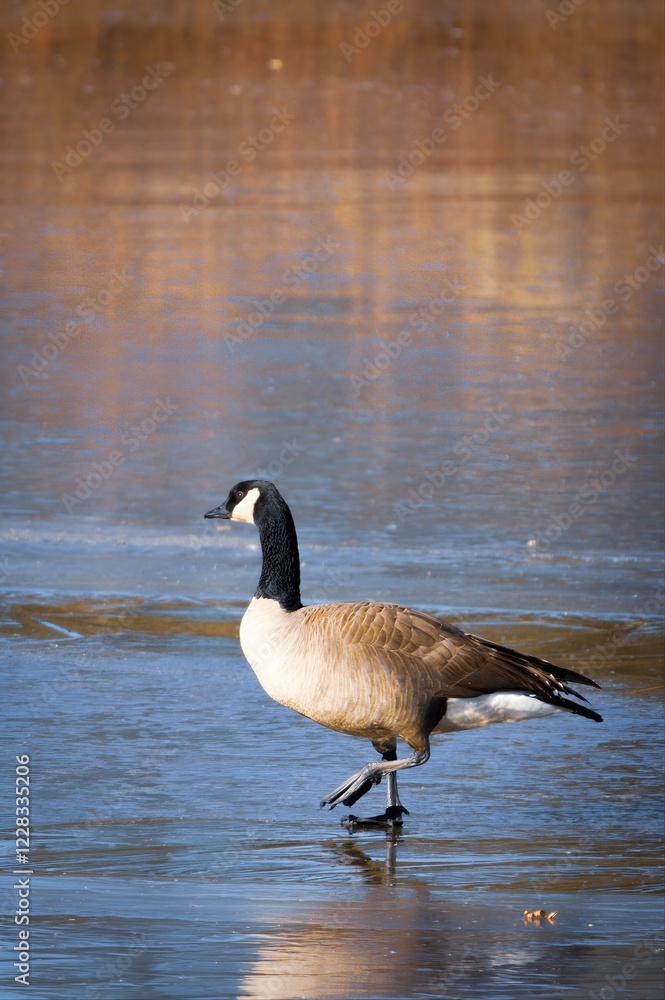 goose on the water goose on the water