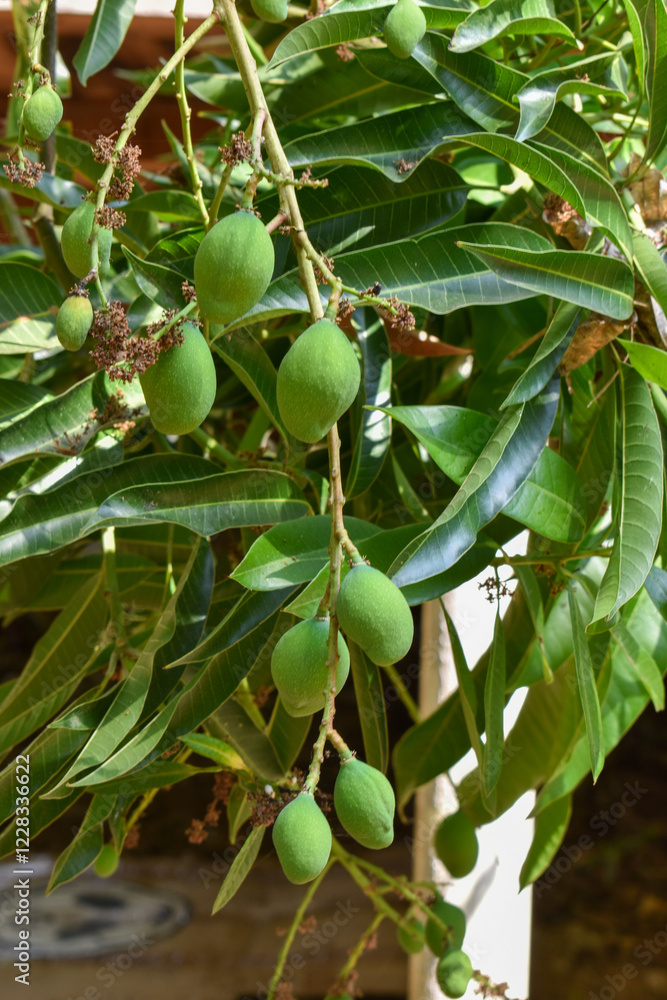 mango viche, verde y hojas o follaje del arbol de mango
Este mango es grande y tiene una ovalada. Su piel es de color verde oscuro y su pulpa es jugosa, suave y dulce, con fibras. mango viche, verde y hojas o follaje del arbol de mango
Este mango es grande y tiene una ovalada. Su piel es de color verde oscuro y su pulpa es jugosa, suave y dulce, con fibras.