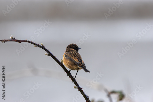 Sticker European Stonechat (Saxicola rubicola), commonly found in open habitats across E