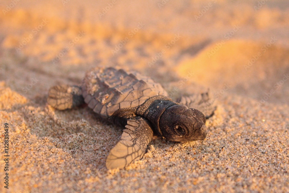 Obraz premium new born turtle