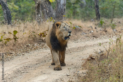 Photography lion in the grass lion in the grass asiatic lion closeup photo from Gir jungle i