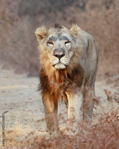 Canvas Print lion in the grass asiatic lion closeup photo from Gir jungle in India