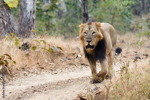 Photography lion in the grass asiatic lion closeup photo from Gir jungle in India
