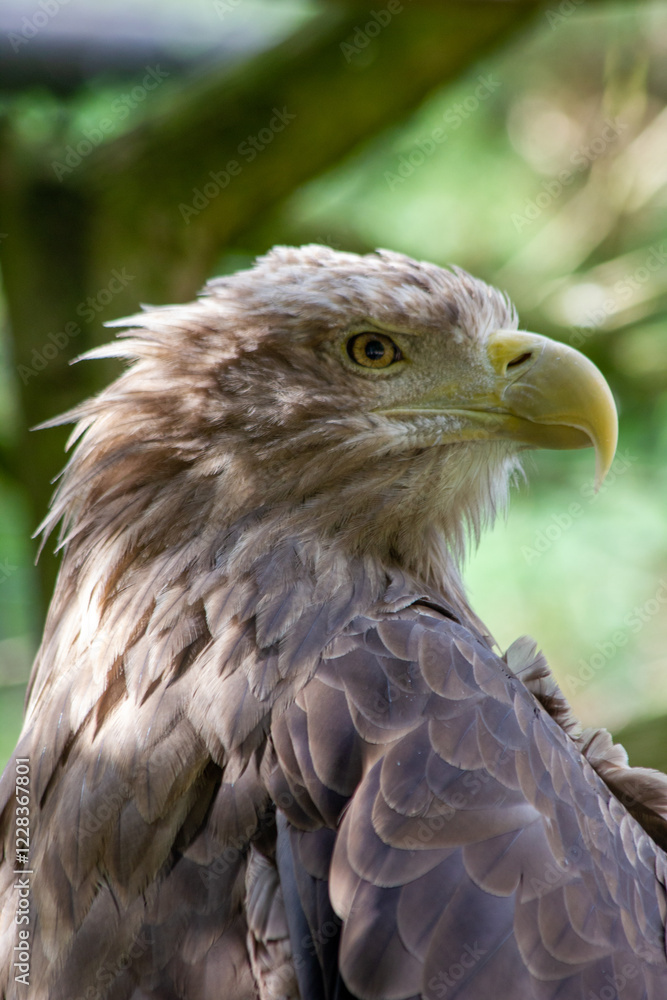 An eagle sits on a tree branch in the Prague Zoo An eagle sits on a tree branch in the Prague Zoo
