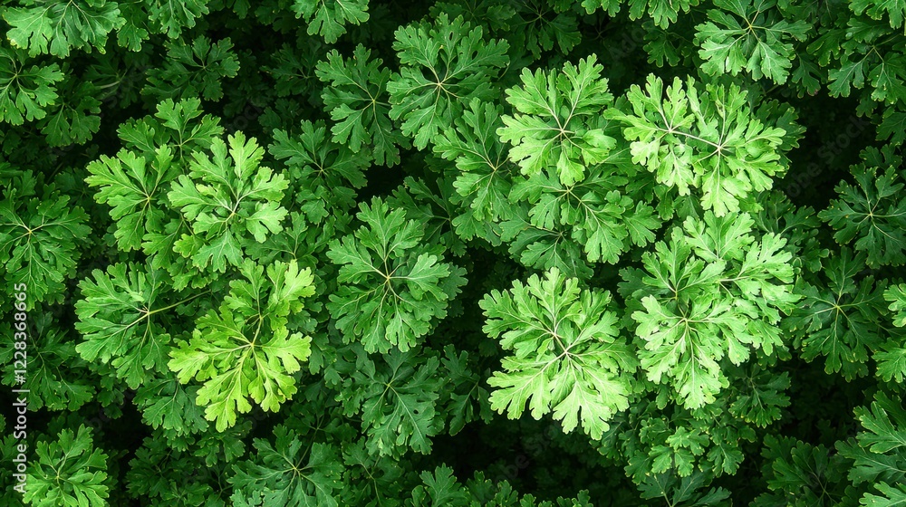 Green leaves background, top view, garden, dense foliage