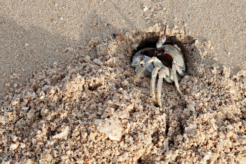 Horn-eyed ghost crab or Ocypode ceratophthalmus digging sand on Pranburi beach at Prachuap Khiri Khan Province, Thailand  photo