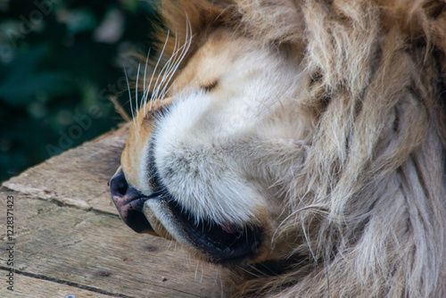 A sleeping lion lies on a wooden floor in the Prague Zoo