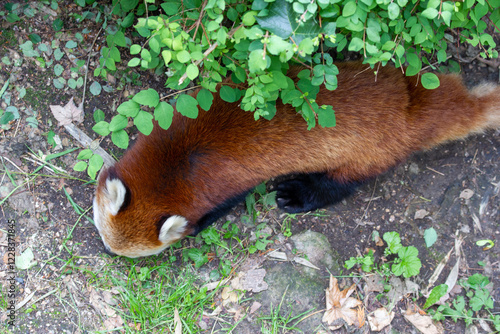 A red panda walks peacefully in a green forest