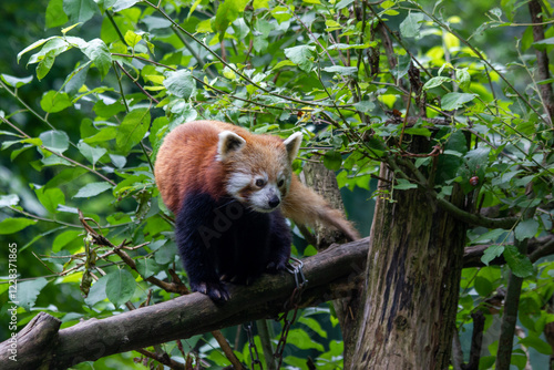 A red panda walks peacefully in a green forest