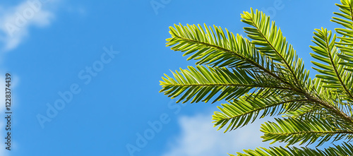 Close up of Norfolk Island pine leaves against the sky. with copy space image. Place for adding text or design photo