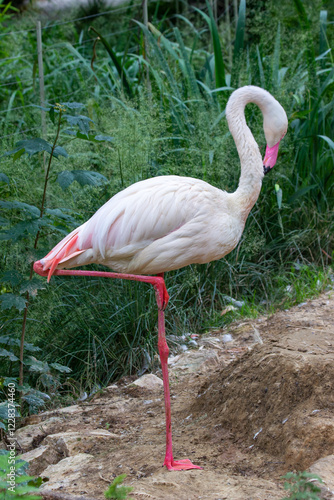 Pink flamingo in a national park in the Czech Republic
