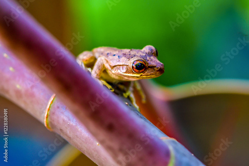 Red eyed tree frog.Tree frog on a branch on a green background