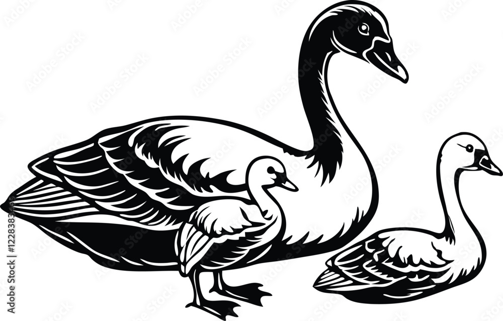 Mute Swan jumping. Isolated on a white background Mute Swan jumping. Isolated on a white background