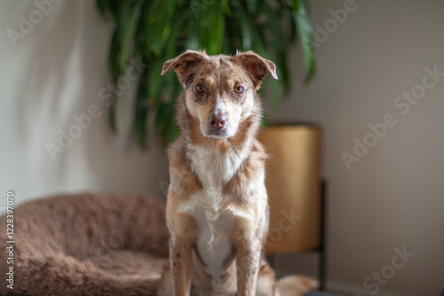 Wallpaper Mural Portrait of a dog, Australian Shepherd sits on a pillow at home and looks at the camera. Cute purebred dog on the floor in daylight Torontodigital.ca
