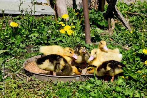 Little ducks that are searching are sitting in the field