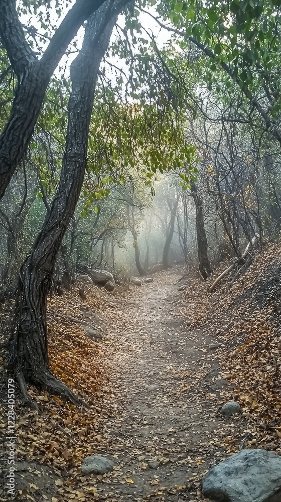 Misty Forest Path Surrounded by Tall Trees and Fallen Leaves Misty Forest Path Surrounded by Tall Trees and Fallen Leaves