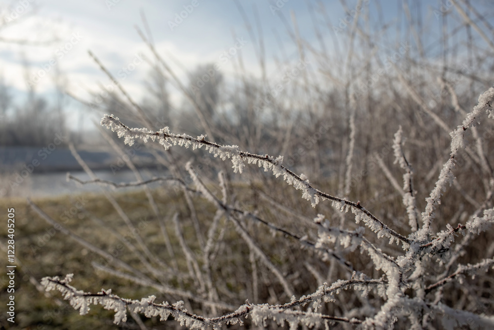 Snowy landscape ,frost on the plant stems Snowy landscape ,frost on the plant stems