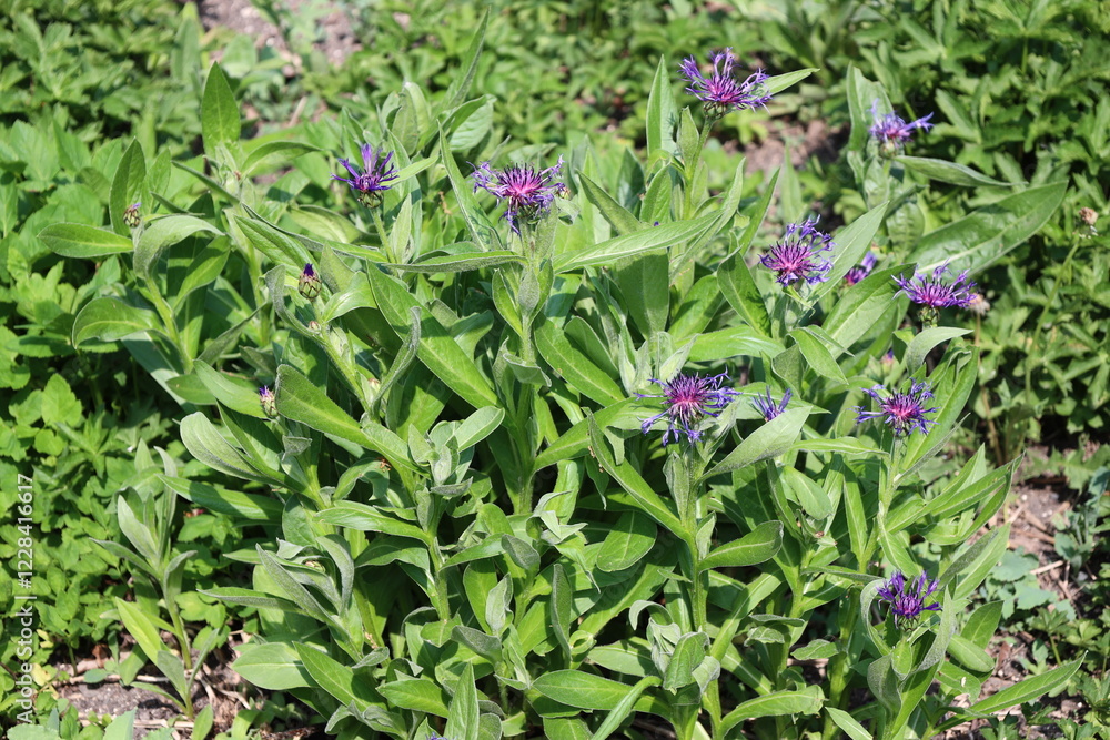 tiny spindly pink purple blossoms atop a mass of long slender shiny dark green leaves tiny spindly pink purple blossoms atop a mass of long slender shiny dark green leaves