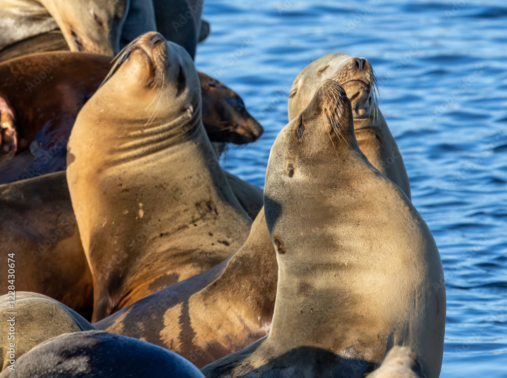 Fototapeta premium Sea Lions on a dock out at Moss Landing Harbor