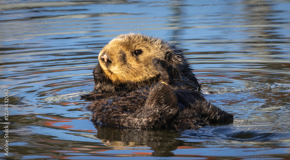 A California Sea Otter relaxing on the water out at Moss Landing Harbor A California Sea Otter relaxing on the water out at Moss Landing Harbor