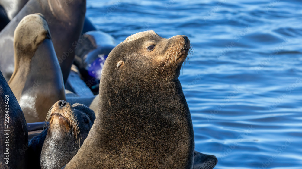 Fototapeta premium Sea Lions on a dock out at Moss Landing Harbor
