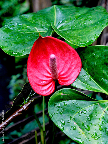 Anthurium flowers or Anthurium andraeanum are flowering plants originating from southwestern South America, especially Ecuador and Colombia. Now, it has spread widely to several countries.