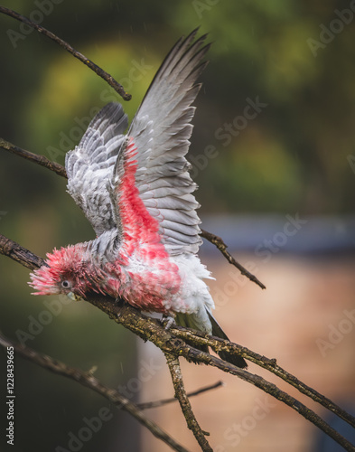 A young Pink and Grey Galah (eolophus roseicapilla) frolicking in light rain. photo