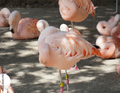 pink flamingo in the zoo