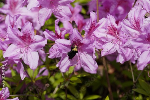 Seattle Flowers
