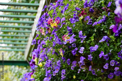 Seattle Flowers