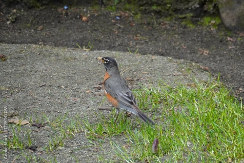 Butchart Bird