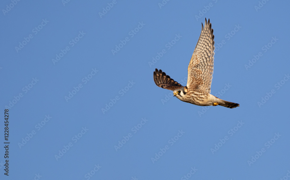 Fototapeta premium A bird of prey, the American kestral 