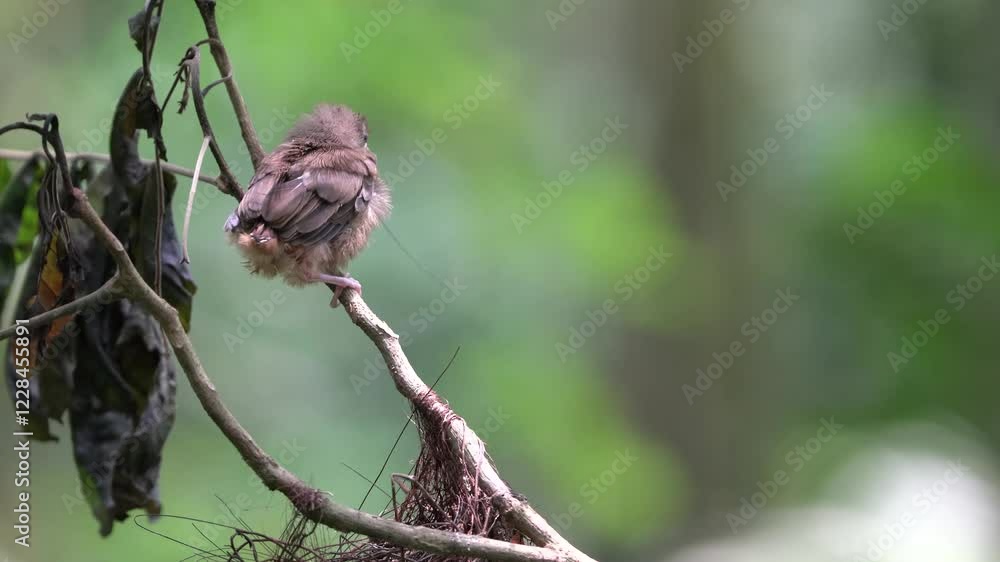 Grey-cheeked bulbul bird or empuloh perched on a tree branch isolated green forest with copyspace Grey-cheeked bulbul bird or empuloh perched on a tree branch isolated green forest with copyspace
