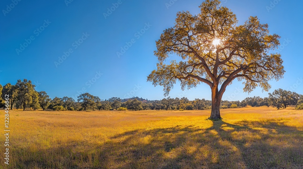 Fototapeta premium Sunny oak tree in autumn field, hills background, nature scene