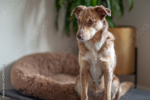 Wallpaper Mural Portrait of a dog looking to the side, Australian Shepherd sitting on a pillow at home. Cute purebred dog on the floor in daylight. Torontodigital.ca