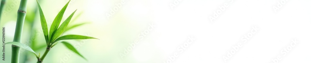 Fototapeta premium Simple isolated bamboo leaf against a plain white background, white, isolation