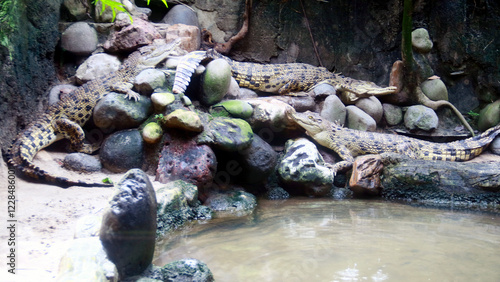 Foto Saltwater crocodile sunbathing on a rock near the river.