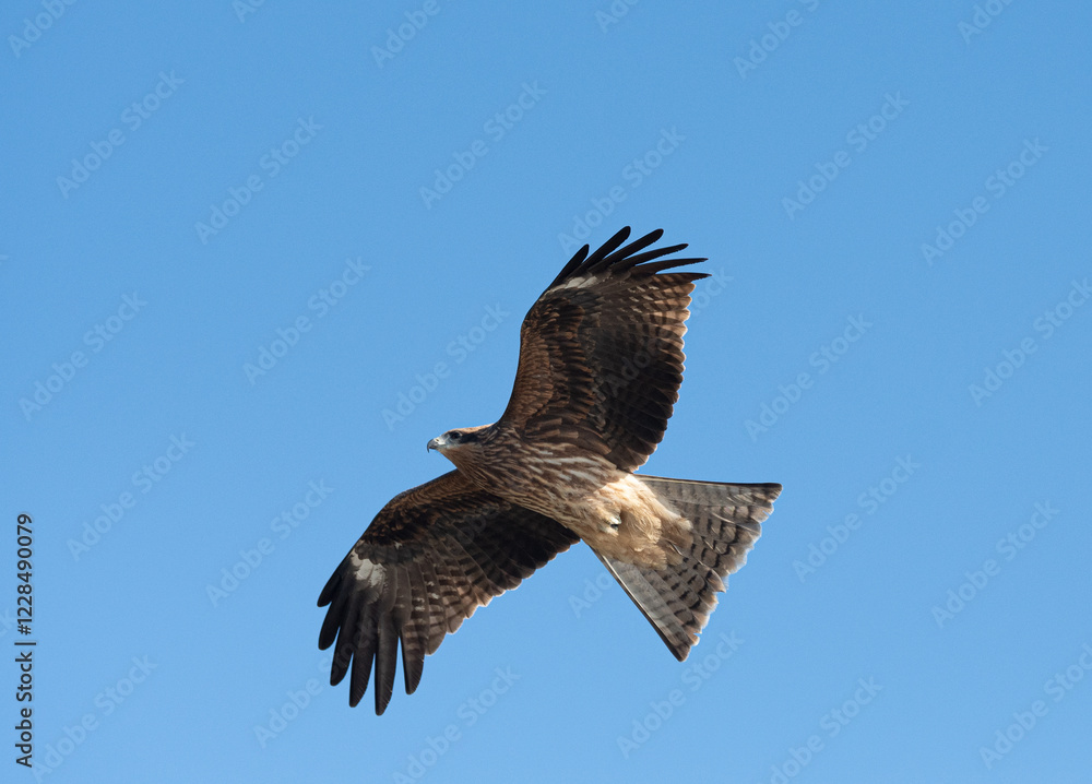 Obraz premium 空を飛ぶカッコいいトビ