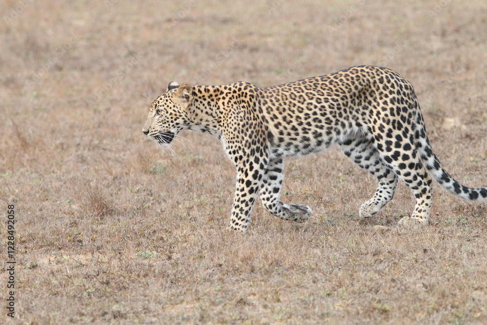 Obraz premium Sri Lankan Leopards in the Wild, Wilpattu National Park