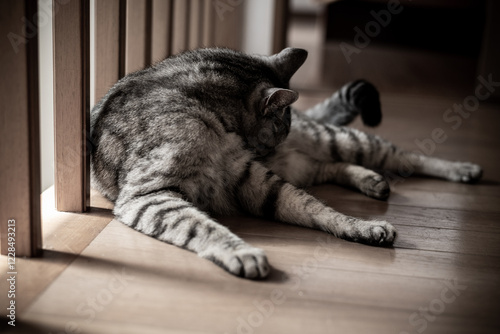 フローリングに寝そべる可愛い猫　サバトラ猫
