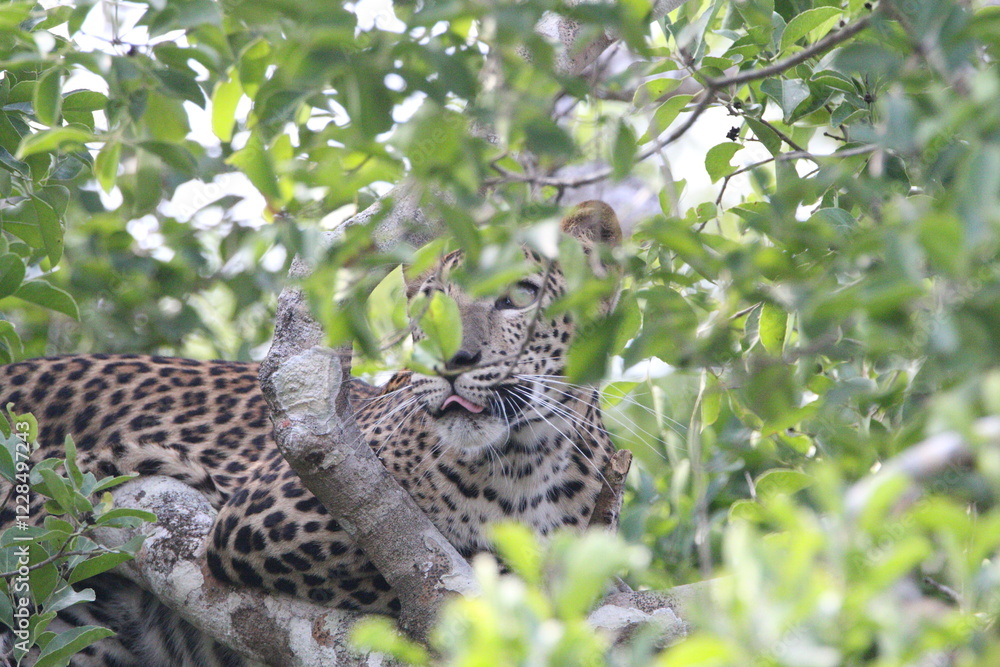 Fototapeta premium Sri Lankan Leopards in Wilpattu National park, Sri Lanka 