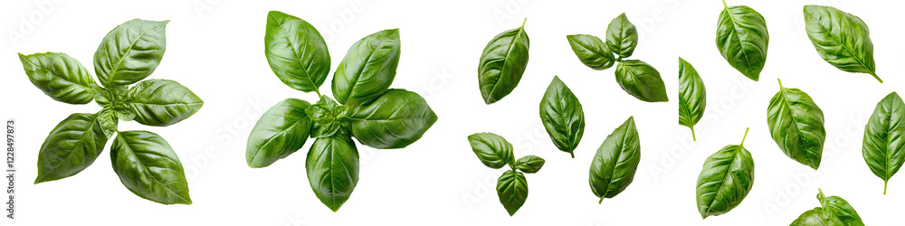 Fototapeta premium Assortment of Fresh Green Aromatic Herbs Against White Background