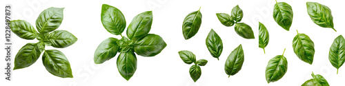 Assortment of Fresh Green Aromatic Herbs Against White Background